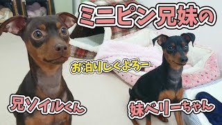 お泊りミニピン兄妹 🐶ひみつきちなう！①🐶  (チワワ ミニチュアピンシャー) 2019年12月21日