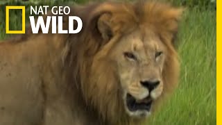 Male Lions vs. Female Lions | Big Cat Week