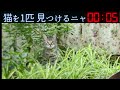 【脳トレ】猫を探せ！｜外国のカフェのネコを探すクイズ｜認知症予防｜脳の活性化｜高齢者｜無料で脳活0112