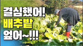 냉해와 진딧물 많은 배추 무 뽑아 김장 김치가 될까? / 돼지고기수육 보쌈 (ENG SUB) [전원스런 슬기생활]