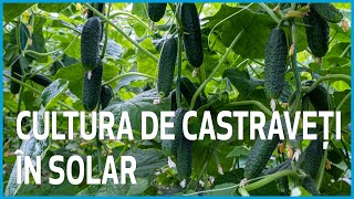 Cultura de castraveți 🥒 în solar, de la semănare la recoltare - Ferma Marcoser - Matca