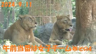 【ライオン】午前当番は女子チーム🐱その4　2024/9/11　とべ動物園