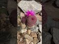 Rainbow Cactus Bloom