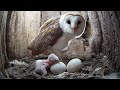 First Barn Owl Chick Hatches Out | Gylfie & Dryer | Robert E Fuller