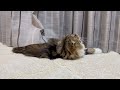 本編 １日中ボール遊びを楽しんだスコティッシュフォールドの子猫 elle video no.305