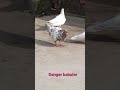 kabutar short video ek shok kabutar baji da totalpigeontips