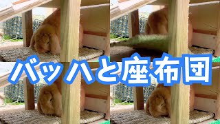 ウサギのバッハによる座布団の使い方  #rabbit #zoo