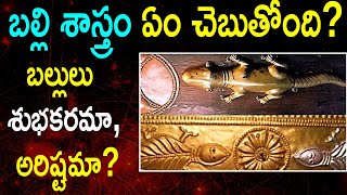 బల్లి శాస్త్రం ఏం చెబుతోంది? బల్లులు శుభకరమా, అరిష్టమా?  || Home Lizard Science || SLN Facts