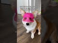 Gotcha 🤪🐾 #corgi #puppy #funny