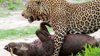 Leopard Killing Warthog (Graphic) - Latest Wildlife Sightings