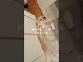 ヘソ天ゴル🐶 ゴールデンレトリバー 可愛い 癒し 大型犬