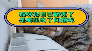 猫咪老是舔自己，把自己舔秃了，是怎么回事呢