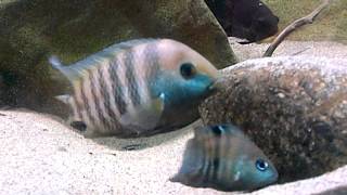 Cryptoheros spilurus pair (forociclidos)