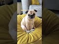 we love loulou including her silly habits 🥰❤️ pug dog funny