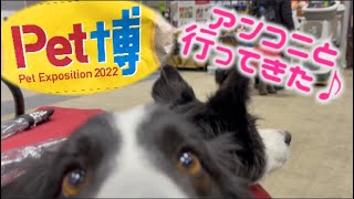 ペット博2022 inパシフィコ横浜　ボーダーコリーをバギーに乗せて行ってきた！