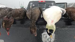 Eider Duck Hunting in Newfoundland with Margaree Outfitters!