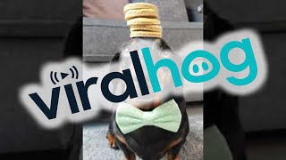 Biscuit Stack Balances Skilfully on Doggy's Head || ViralHog