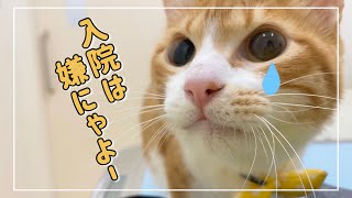 動物病院に茶白猫君が元気ないので行った結果…【4K猫動画】