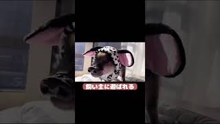 飼い主のイタズラで犬にされるマイクロブタ #shortsvideo #shorts