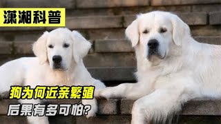 为什么狗会和母亲近亲繁殖?后果有多可怕，如何才能避免?