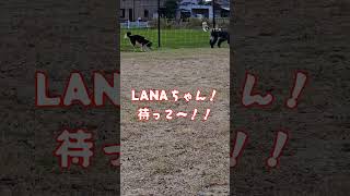 【保護犬】ミニーちゃん　優雅な時間