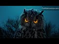 Why Do Owls Have Big Eyes?