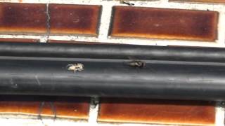 How a jumping spider (salticidae) catch a fly