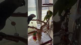 灰鸚鵡問飛過來的同伴：幹嘛？！@大麻小花twistedbirds|灰鸚鵡grey parrot \u0026 黃翼藍帽亞馬遜鸚鵡blue-fronted amazon #shorts