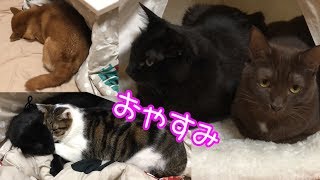 柴犬と猫たちが可愛すぎてなかなか寝室に行けない飼い主