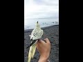 cockatiel free flight