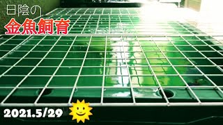 《日陰の金魚飼育》【黒らんちゅうの水換えです】【プラ舟】