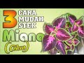 3 CARA MUDAH STEK MIANA (COLEUS)