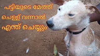 What to do if the dog's meth fleas catch പട്ടിയുടെ മേത്ത് ചെള്ള് വന്നാൽ എന്ത് ചെയ്യും