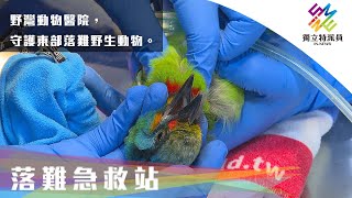 野灣動物醫院，守護東部落難野生動物。｜獨立特派員 第734集 (落難急救站)