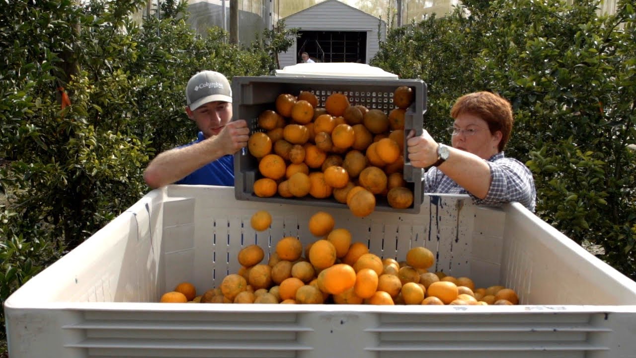 Florida Oranges Abc News Youtube
