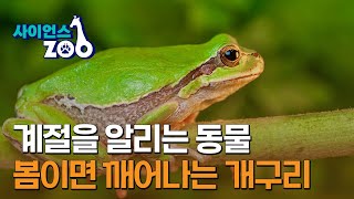 [사이언스ZOO] 계절을 알리는 동물…봄이면 깨어나는 개구리 / YTN 사이언스