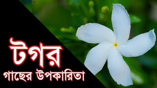 টগর গাছের যেসব উপকারি গুনাগুণ জানলে বাড়িতে অবশ্যই একটি গাছ রোপণ করবেন