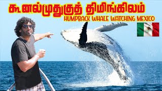 கூனல் முதுகுத் திமிங்கிலம் மெக்சிக்கோ Humpback Whale Watching, MEXICO.