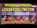 PROMO LOUHAN CENCU DAN GOLDEN BASE KUALITAS SORTIRAN