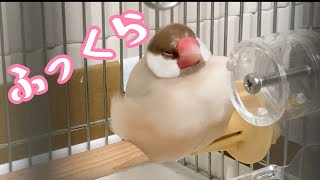 すみっこでおもち状態になる文鳥こむぎ　癒し動物　面白い動物　Java sparrow