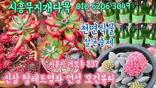 #시흥무지개다육1신상#원종모건뷰티#언성#천연식물영양제#살균충제#루돌프#탑레드염좌#금황성