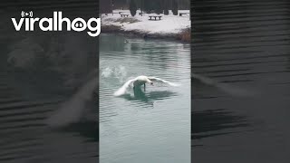 Territorial Swan Scares Guy Out of Pond || ViralHog