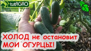 УРОЖАЙ ОГУРЦОВ БУДЕТ БОЛЬШОЙ, ДАЖЕ ЕСЛИ ХОЛОДНО! Чем подкормить ОГУРЦЫ от ХОЛОДА?