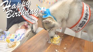 赤ちゃんが誕生し、幸せな誕生日を迎えたお兄ちゃんハスキーがこちらです・・・