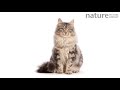 timelapse of silver tabby maine coon cat growing from kitten to adult over a period of 10 months.