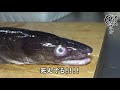 【離島続編】夜釣りで大型高級魚を狙う！