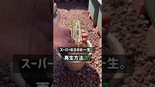 スーパーのネギの一生♻️               #gardening #ベランダ菜園 #プランター菜園 #家庭菜園 #shorts