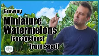 Growing Cucamelons from Seed // Step by Step Guide PLUS GERMINATION UPDATE!!!