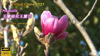 【4K HDR】Magnolia tree and flowers, 玉蘭樹和玉蘭花,Virtual China 2021,4K Shanghai