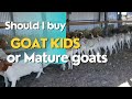 Should I buy Goat Kids or Mature as A Beginner Farmer